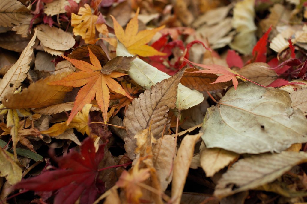 Pile of fall leaves that need to be cleaned