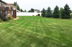 Backyard of a client with great lawn marks
