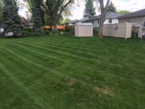 Vibrant backyard with clean lines