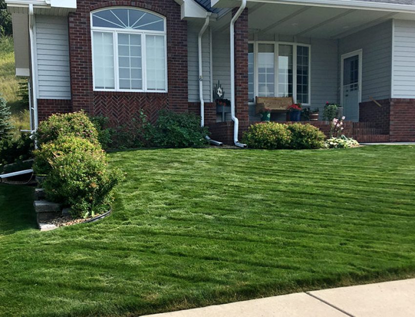 Front yard of a client with vibrant green grass