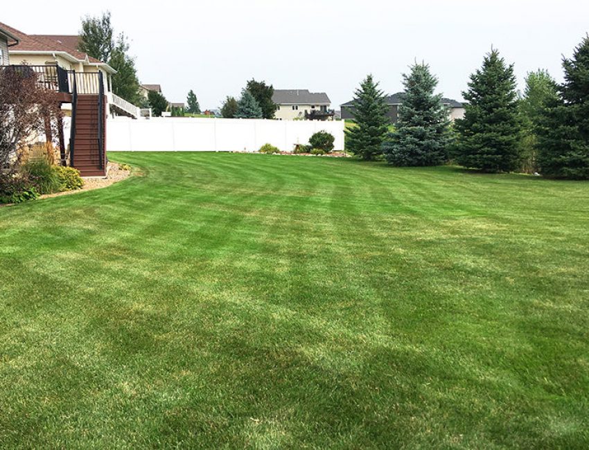 Backyard of a client with great lawn marks